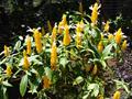 Pachystachys lutea